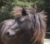 Mini mare for sale