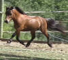Araby miniature horse stallion for sale - Dynamite
