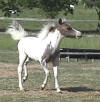 Beautiful Tovero miniature filly for sale