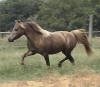 Mini mare for sale - Finesse