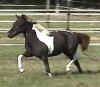 miniature horse.jpg (22970 bytes)