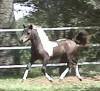 Mini horse with STAR potential