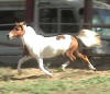 mini horse filly for sale - Peaches n Creme