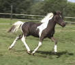 Mini pferd - Bolero - Jacky Stables - Netherlands