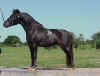 Ransome black app AMHA and AMHR stallion.JPG (159397 bytes)