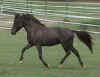 Appaloosa miniature horse Ransom and his powerful trot