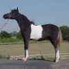 AMHR Mini horse mare Grand Champion  - HCM War Paint's Jitterbug