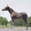 AMHR mini horse stallion Grand Champion