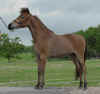 mini horse mare Sassafras