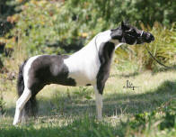 photo of miniature horse stallion HCM War Paint's Hi Tech - Howling Hills