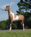 2003 AMHR National Senior Champion miniature horse Stallion, under, HCM Thunderstruck 