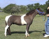 SOLD - miniature horse to show in 2006