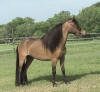 Miniature horse mare for sale, HCM Buck's eBay