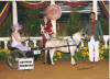 AMHR National Champion - HCM Buck's All That Jazz owned by Allyson Waites
