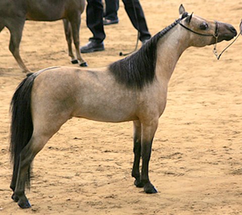 Miniaturpferd - HCM Buck's EmPac-Silver Springs Farm  2007 - First Premium, highest score you can get at the Dutch stallion show!!!