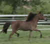 mini horse mare, Sassafras