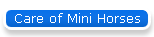 Care of Mini Horses