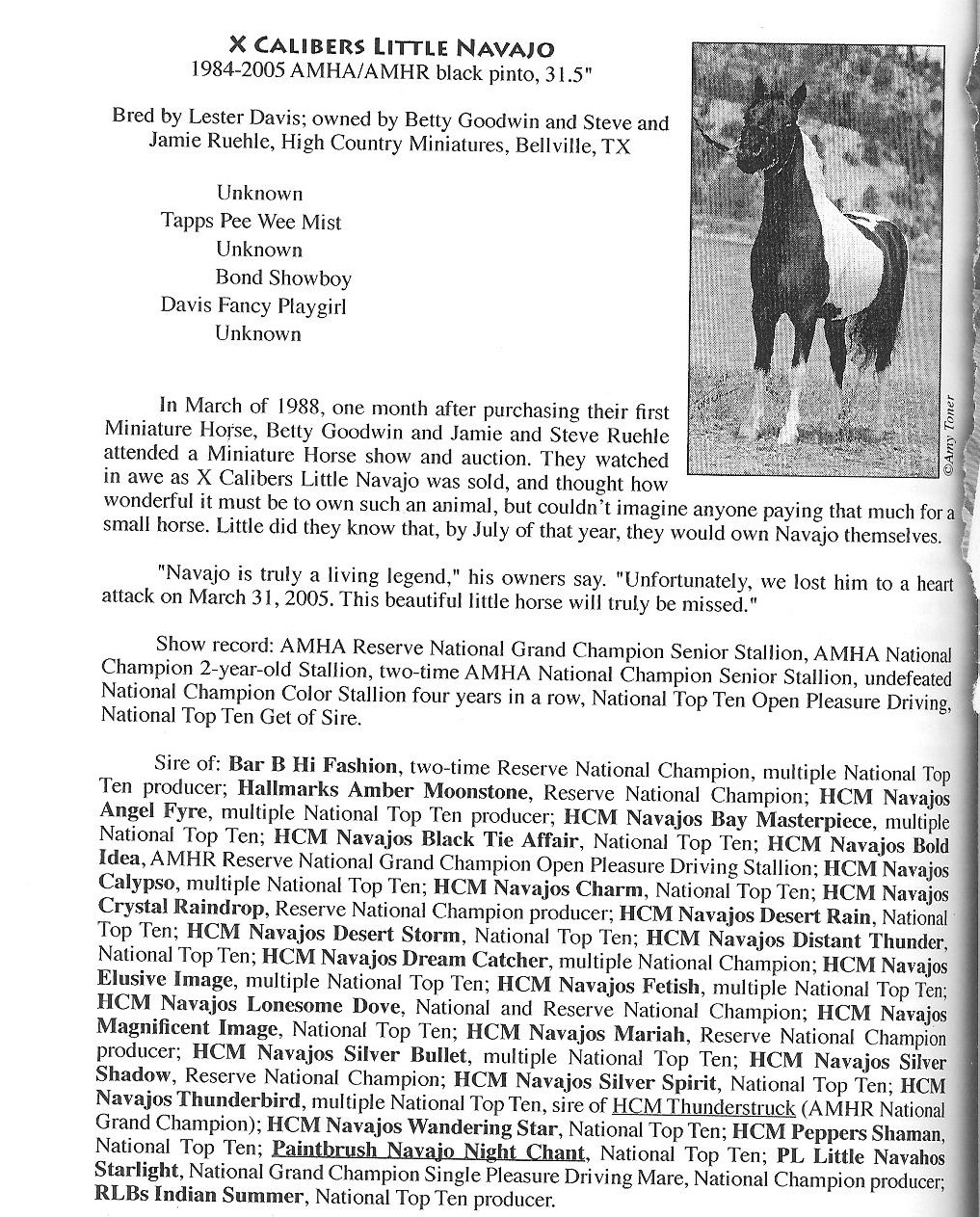 Outstanding Miniature Horse Stallions, Past and Present and Outstanding ...